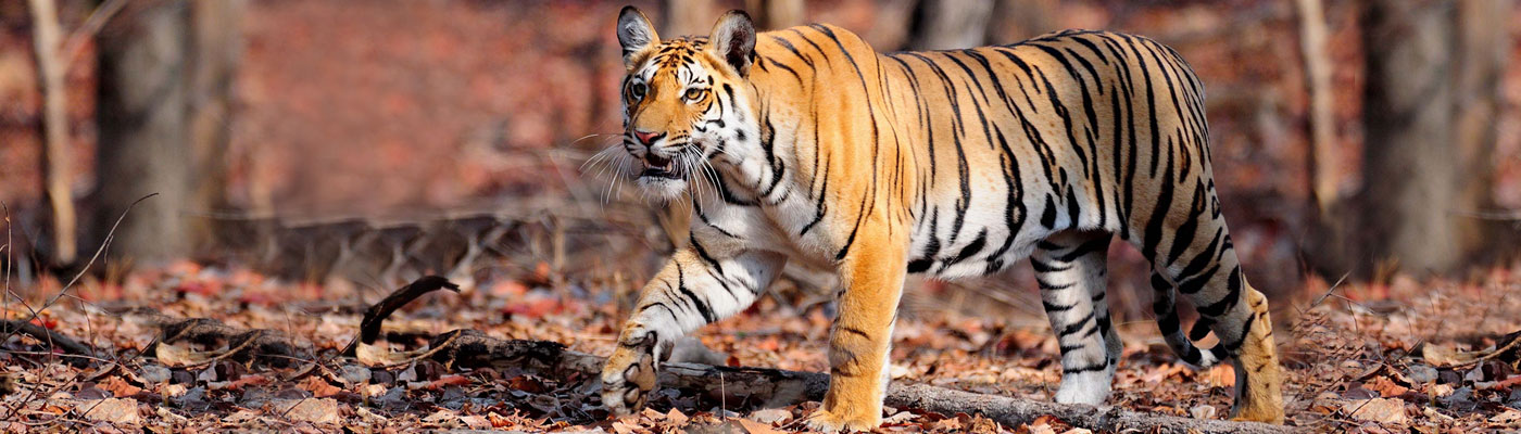 Wildlife And Nature