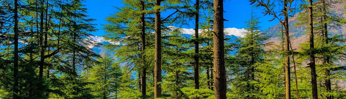 Shimla