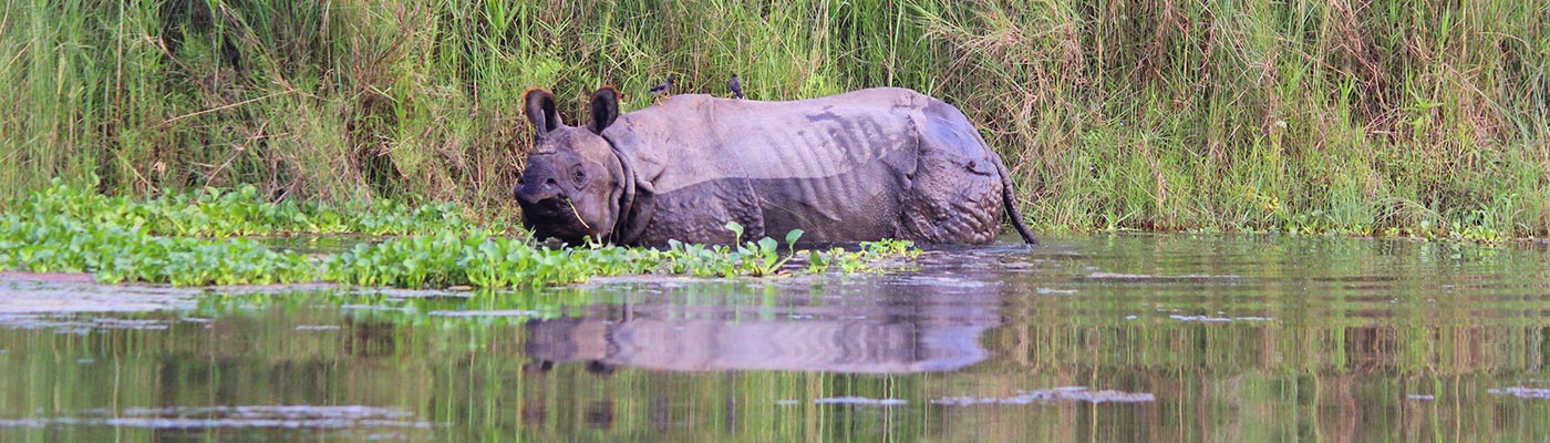 Chitwan