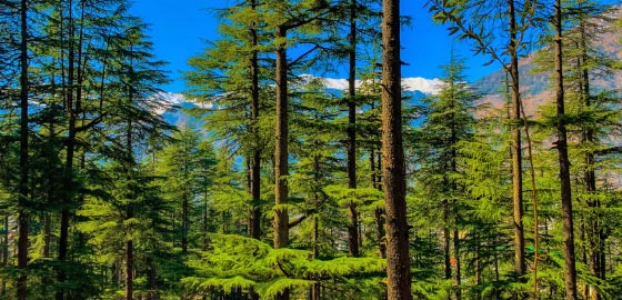 Shimla