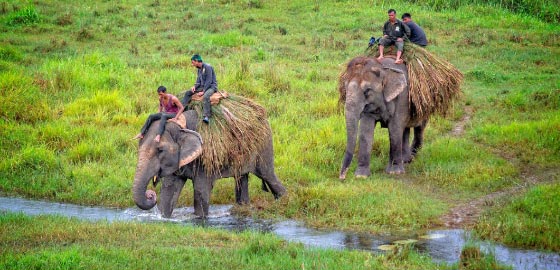 Chitwan