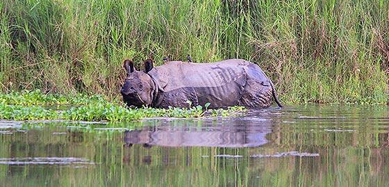 Chitwan