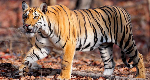 Wildlife